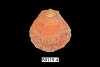 藏品(海菊蛤)的圖片